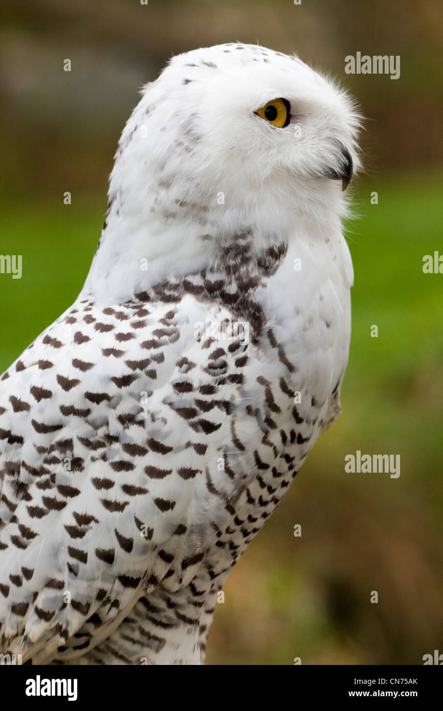 Snowy owl side view hi-res stock photography and images - Alamy