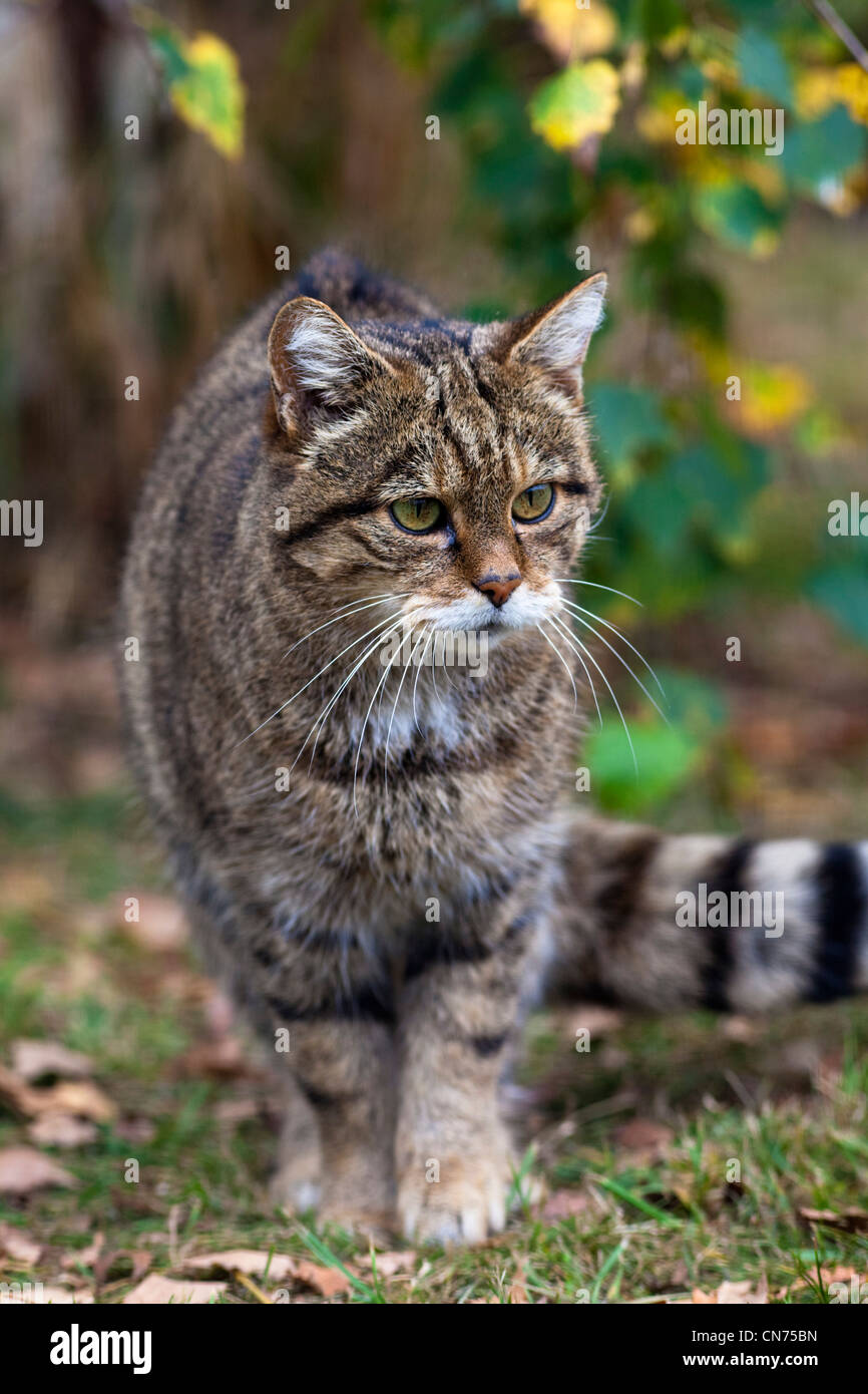 Wild cat - Felis silvestris - walking Stock Photo