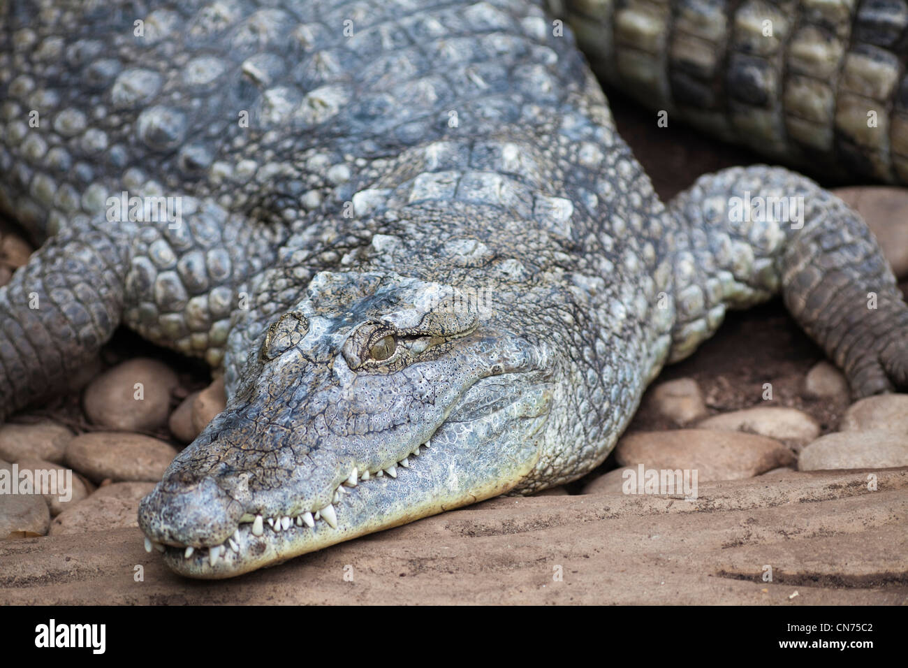 Cuban Crocodile - Crocodylus rhombifer - resting on shoreline Stock Photo
