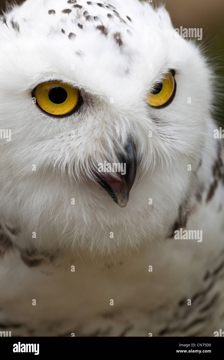 Snowy Owl - Bubo scandiacus - calling Stock Photo - Alamy
