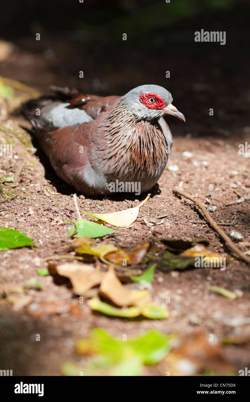 Diamond Dove - Geopelia cuneata - resting on ground Stock Photo