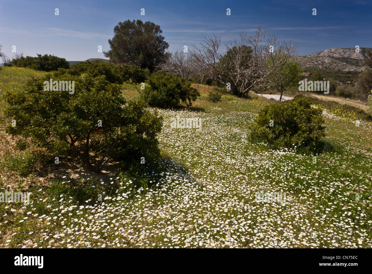 Young Mastic trees, Pistacia lentiscus var chia in flowery plantation in spring; on Chios, Greece. Stock Photo