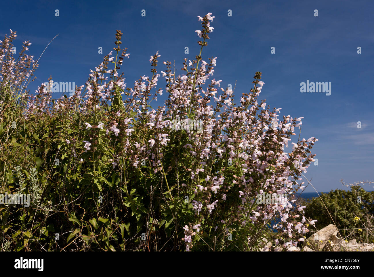 Wild Sage, or Three-leaved Sage, Salvia fruticosa in flower; Spring, Chios, Greece Stock Photo