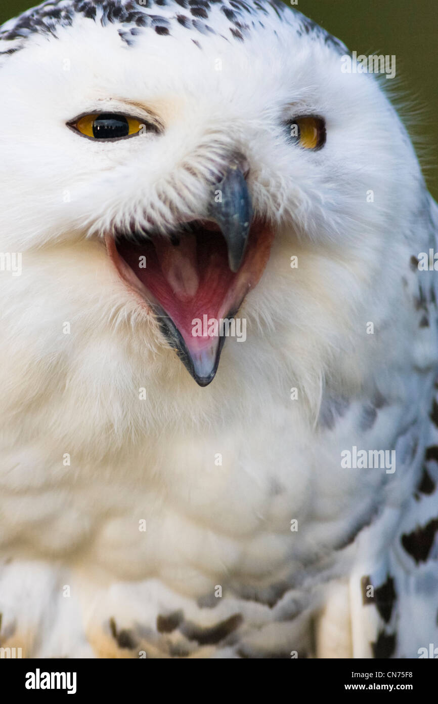 Snowy Owl, (Bubo scandiacus), calling Stock Photo