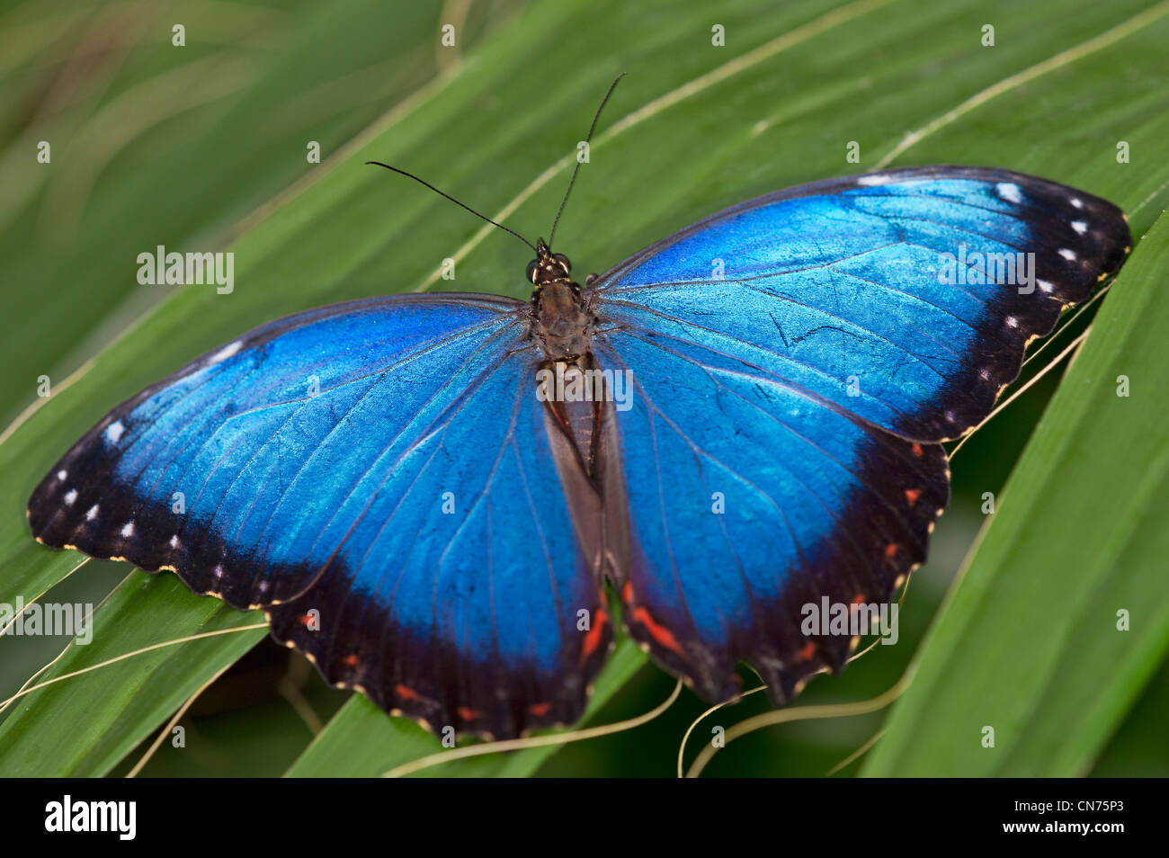An adult Blue Morpho butterfly Stock Photo
