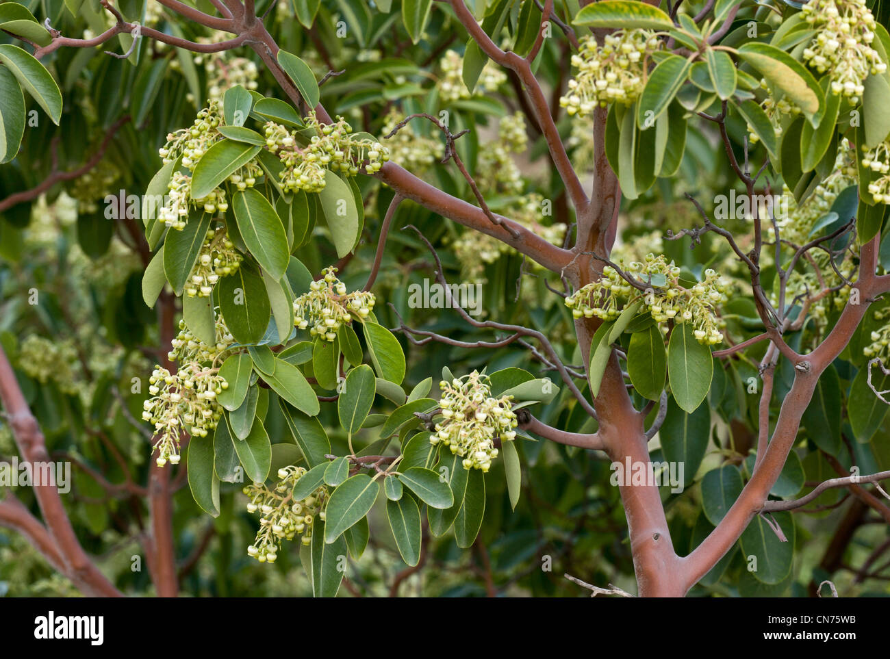 Strawberry tree flower hi-res stock photography and images - Alamy