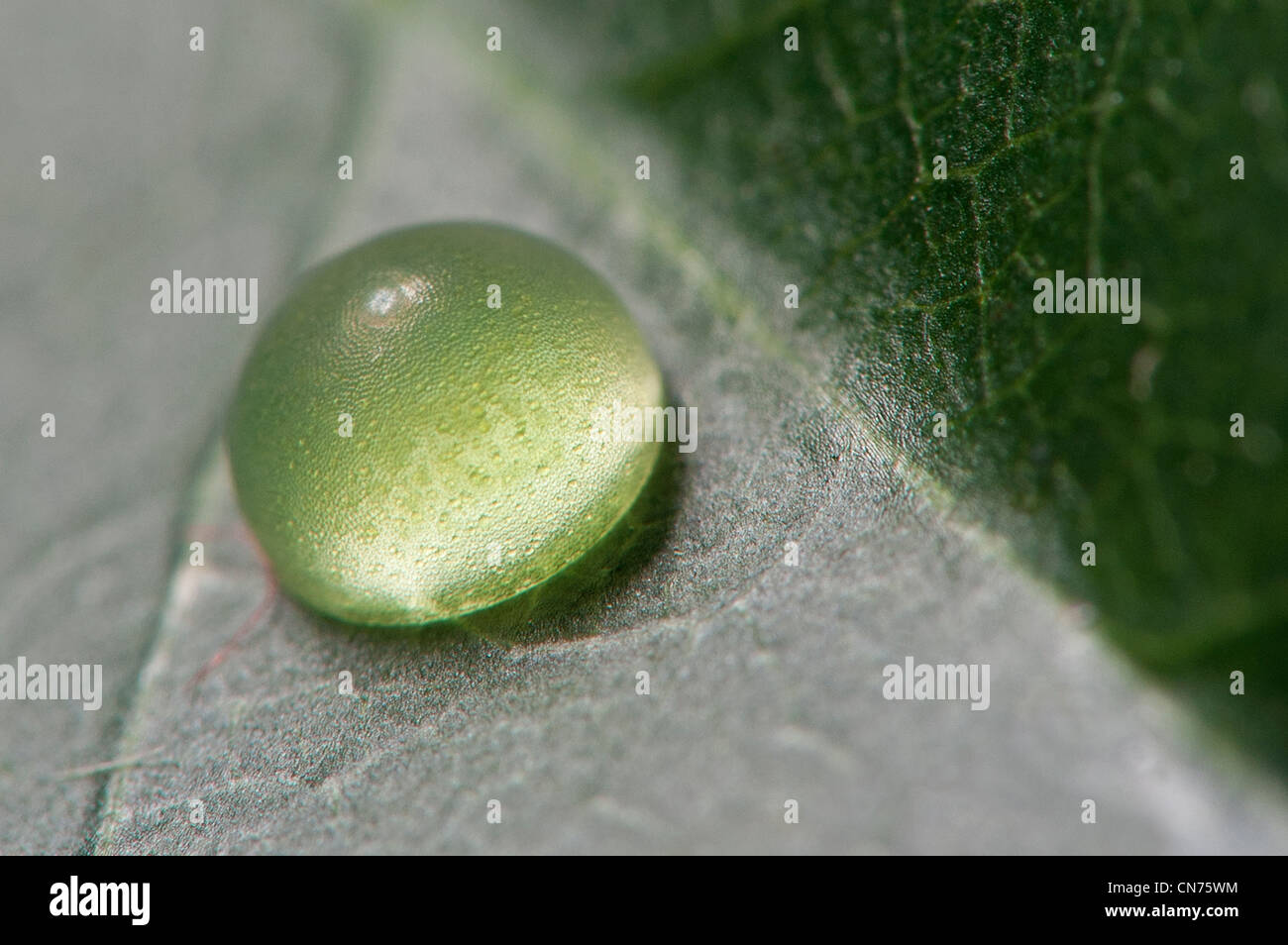 Blue morpho butterfly egg hires stock photography and images Alamy