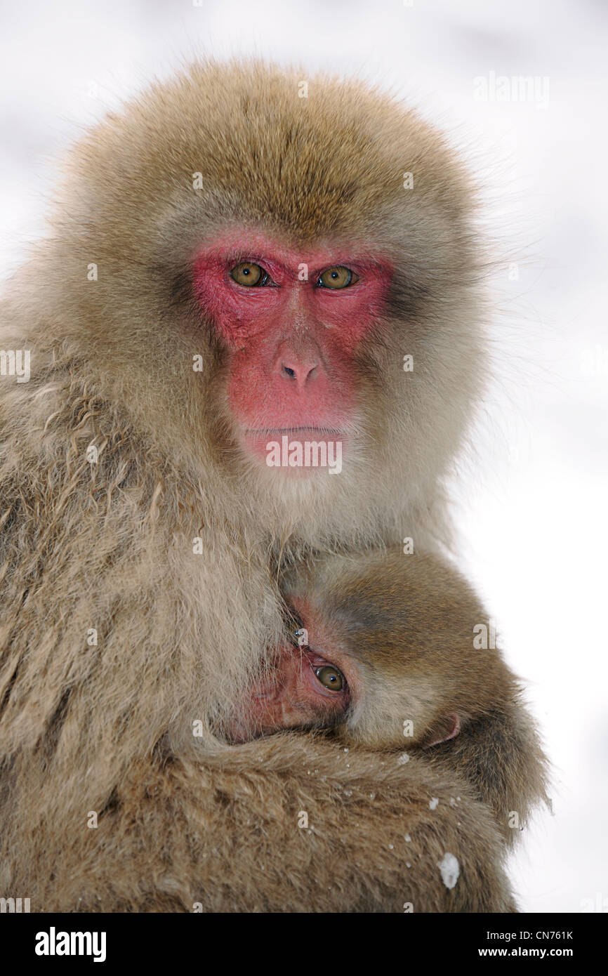 Japanese macaque baby hotspring hi-res stock photography and images - Alamy