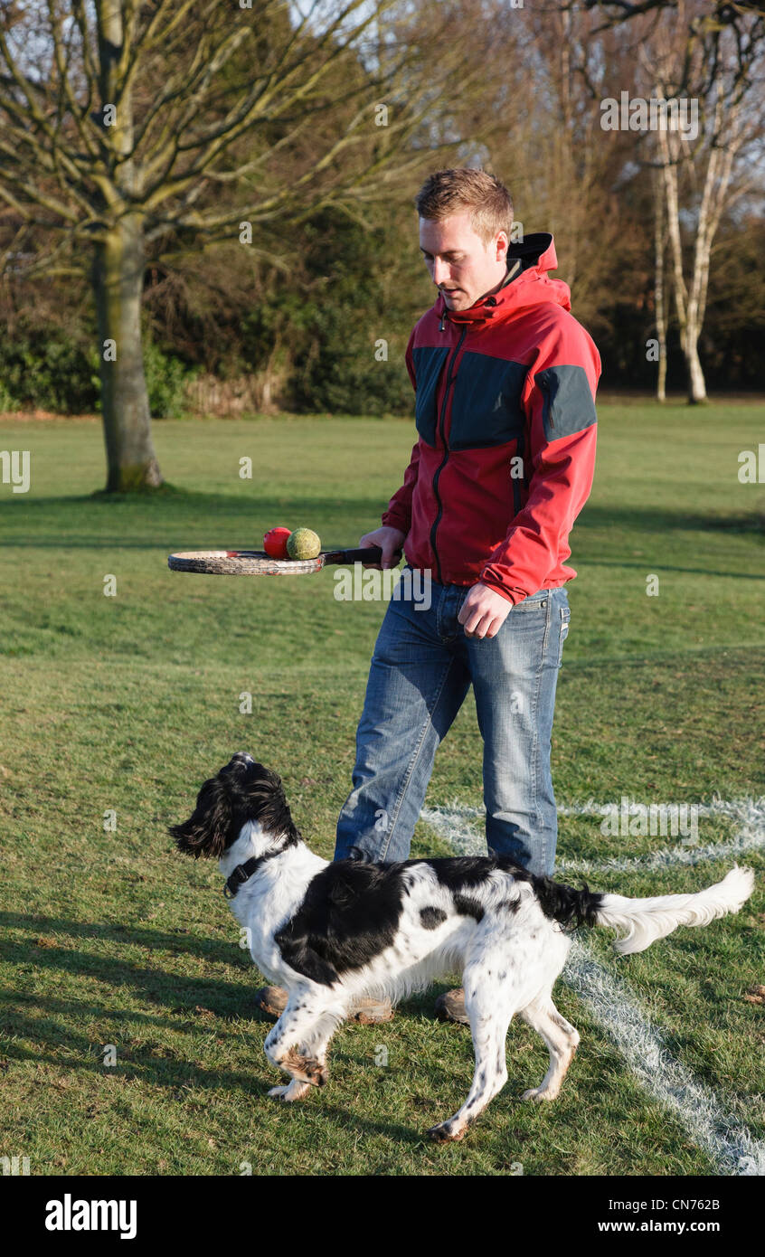 Dog walking with a man taking a black and white English Springer Spaniel dog for a daily walk in a public park to play ball. England UK Stock Photo