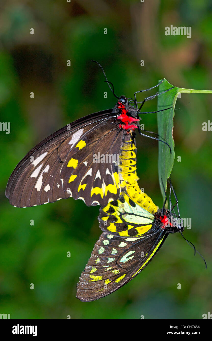 Birdwing butterflies mating Stock Photo