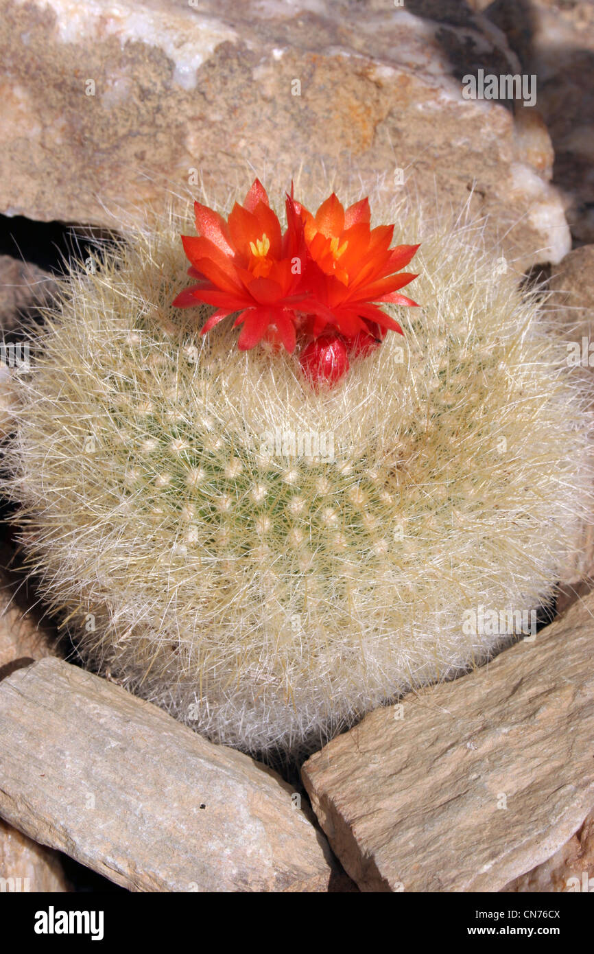 Download Scarlet Ball Cactus High Resolution Stock Photography And Images Alamy