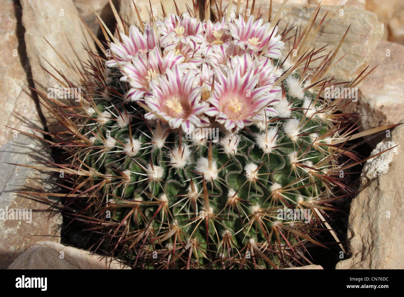 Cactus (Stenocactus species) grown from seed from Pachuca, Hidalgo, Mexico, CH257. Stock Photo