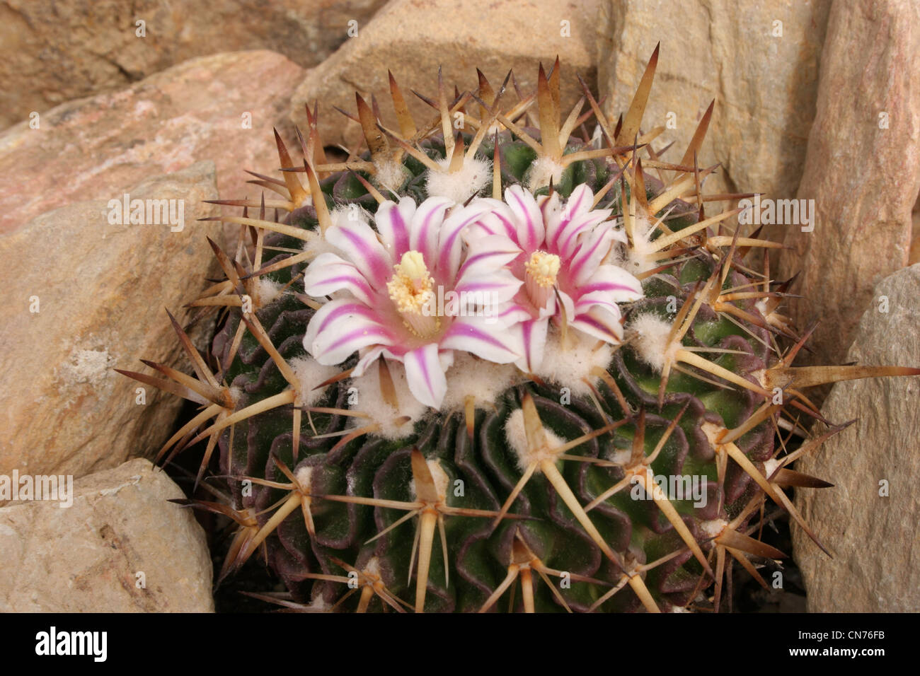 Cactus (Stenocactus species) grown from seed from south of Tula, Hidalgo, Mexico. Stock Photo