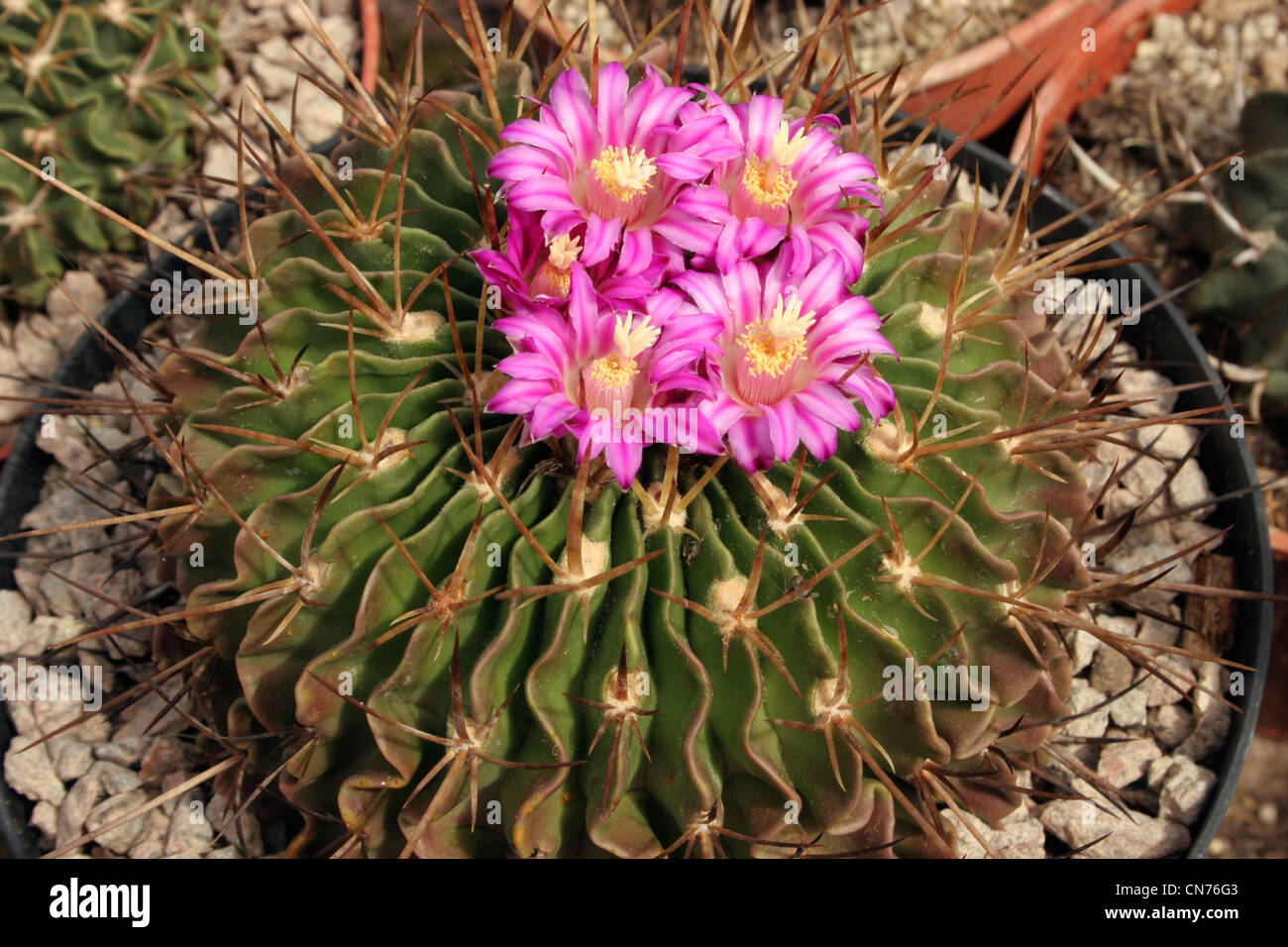 Cactus (Stenocactus lamellosus) grown from seed from Metztitlan, Hidalgo, Mexico, CSD12. Stock Photo