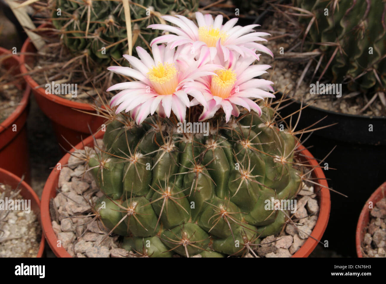 Thelocactus hi-res stock photography and images - Alamy