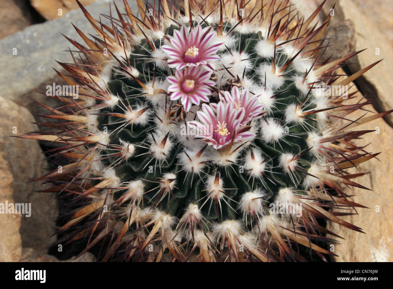 Cactus (Stenocactus heteracanthus) grown from seed from Pachuquilla, Hidalgo, Mexico. Stock Photo