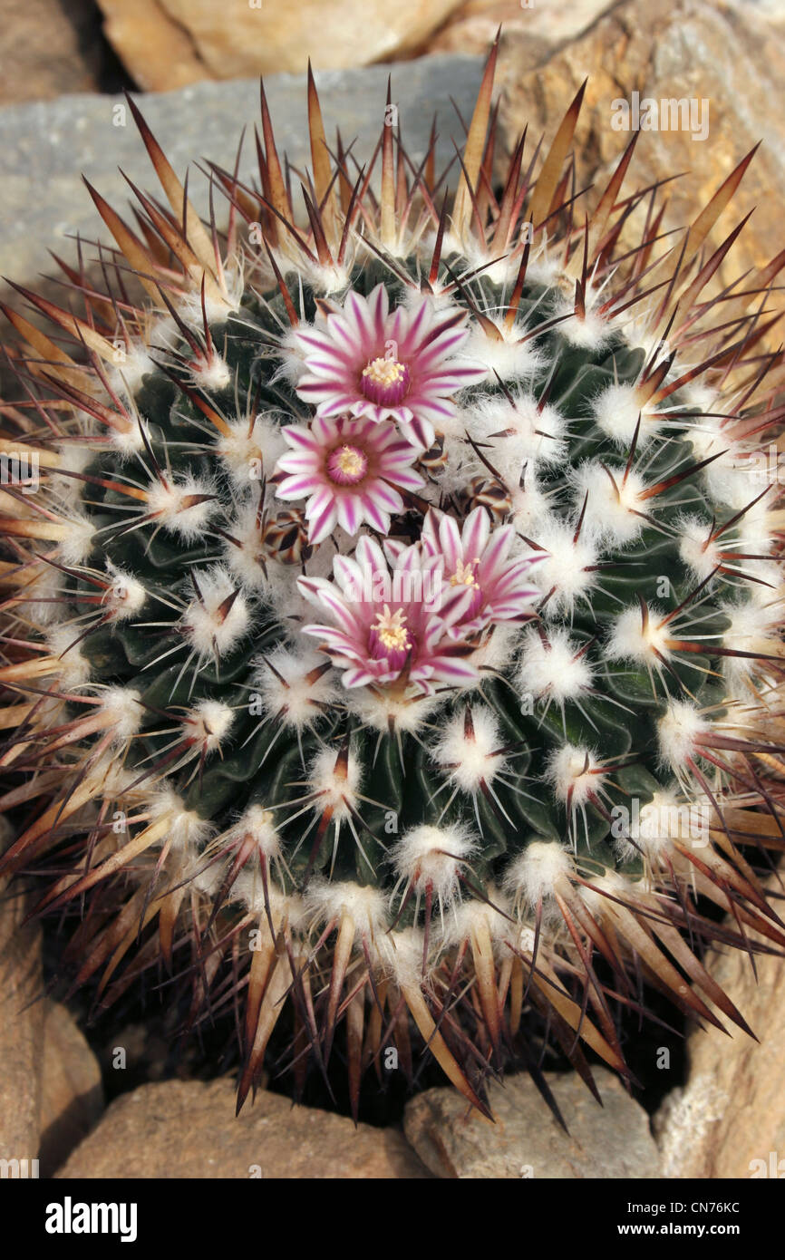 Cactus (Stenocactus heteracanthus) grown from seed from Pachuquilla, Hidalgo, Mexico. Stock Photo