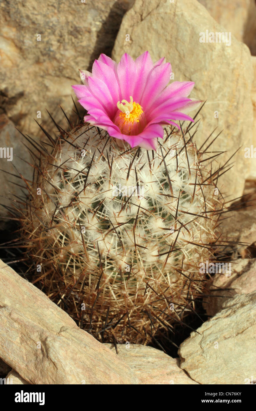 Cactus (Turbinicarpus beguinii) grown from seed from La Presa, Coahuila, Mexico. Stock Photo
