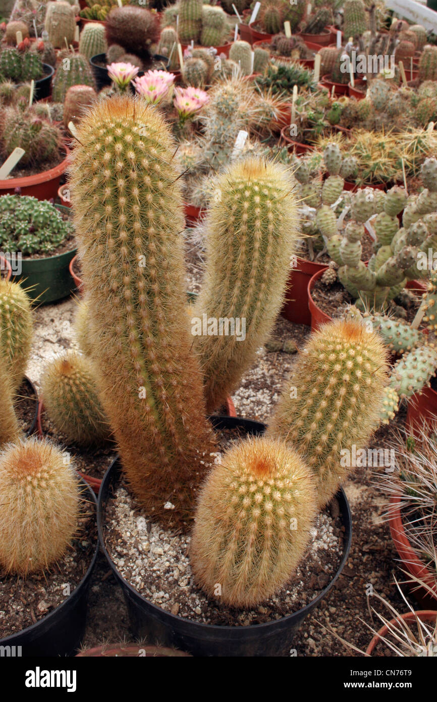 Cactus (Haageocereus multangularis = pseudomelanostele) grown from seed from Cajamarquilla, Peru, OST86065. Stock Photo