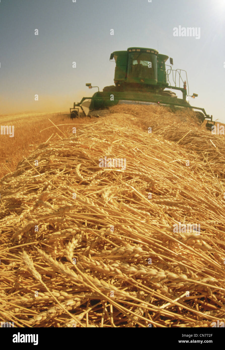 Spring Wheat Harvest near Dugald, Manitoba Stock Photo