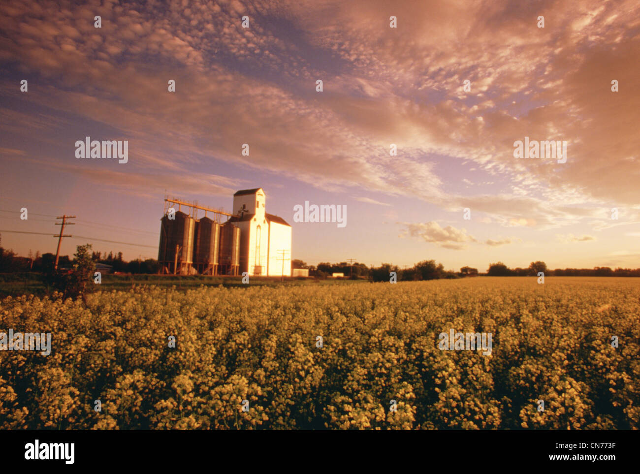Grain Elevator in Canola Field, Dugald, Manitoba Stock Photo