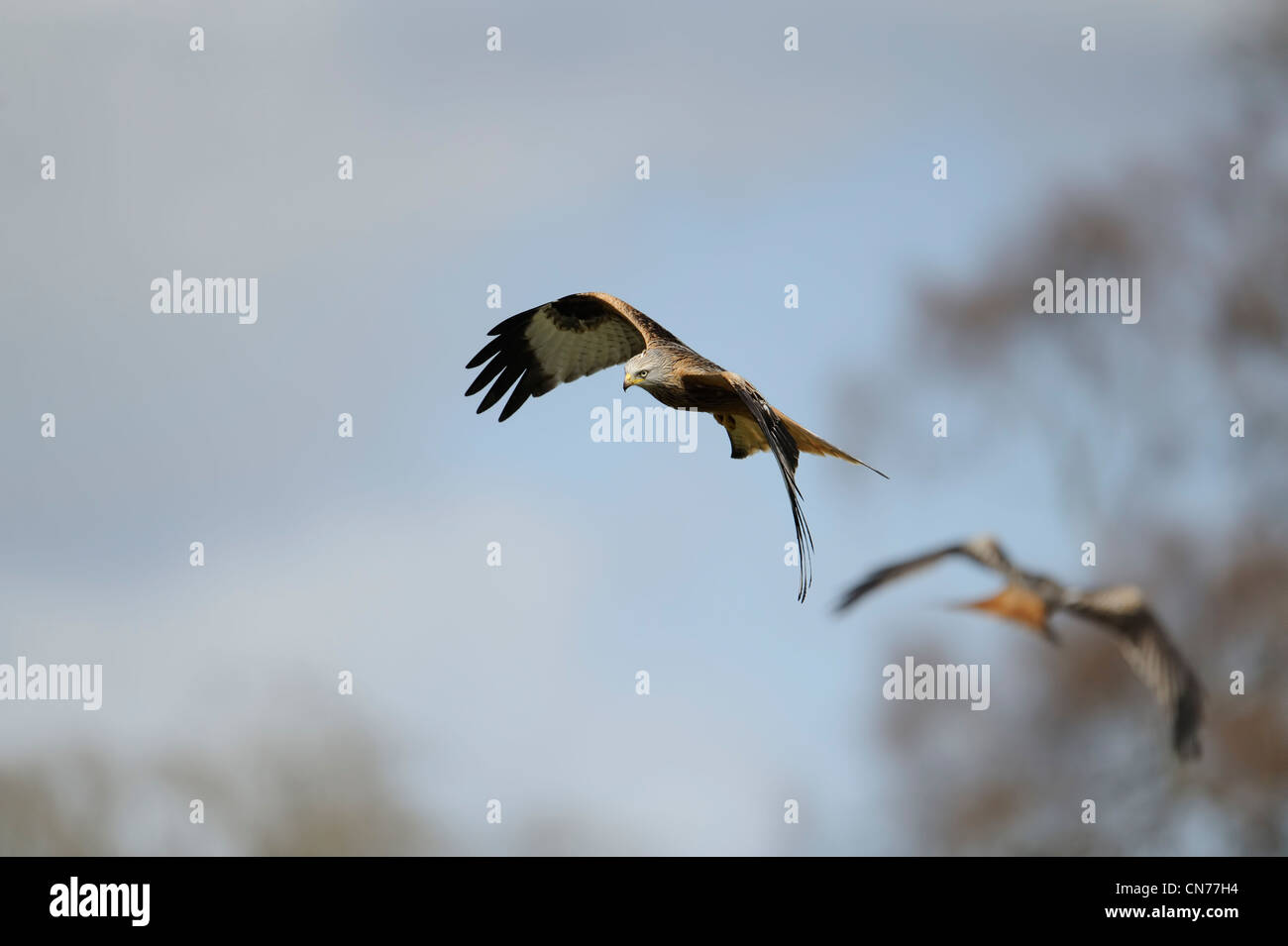 two red kites swooping for food Stock Photo Alamy