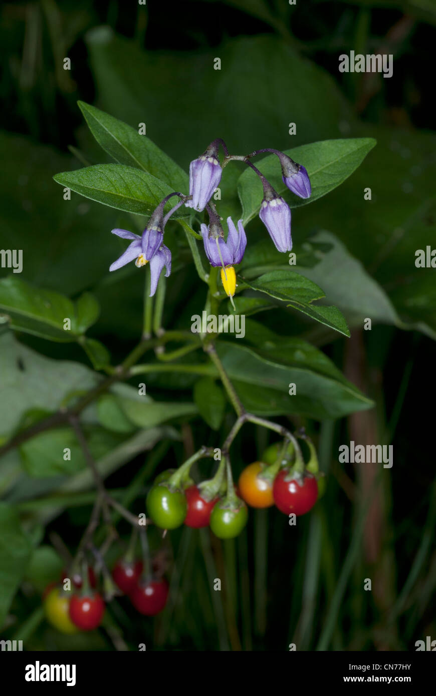 Solanum dulcamara, also known as bittersweet nightshade Stock Photo Alamy