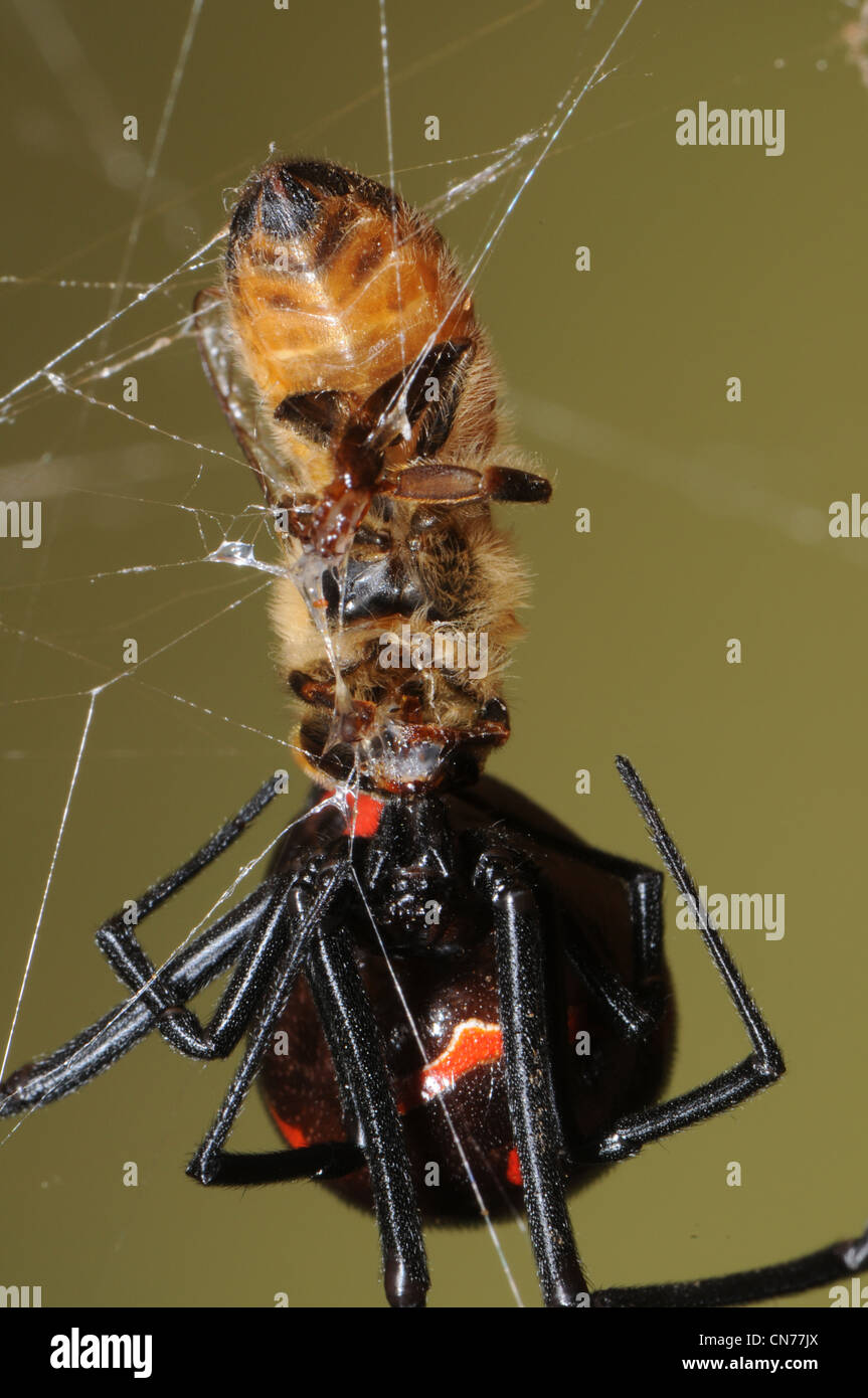 Black widow spider eating a honey bee Stock Photo
