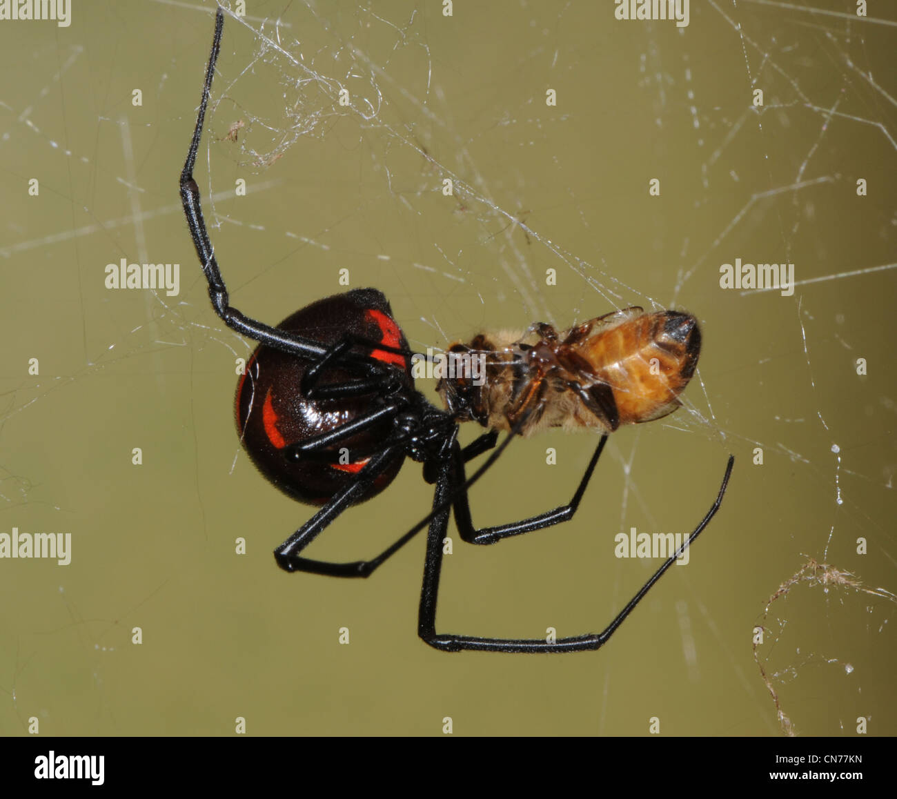 Black widow spider eating a honey bee Stock Photo