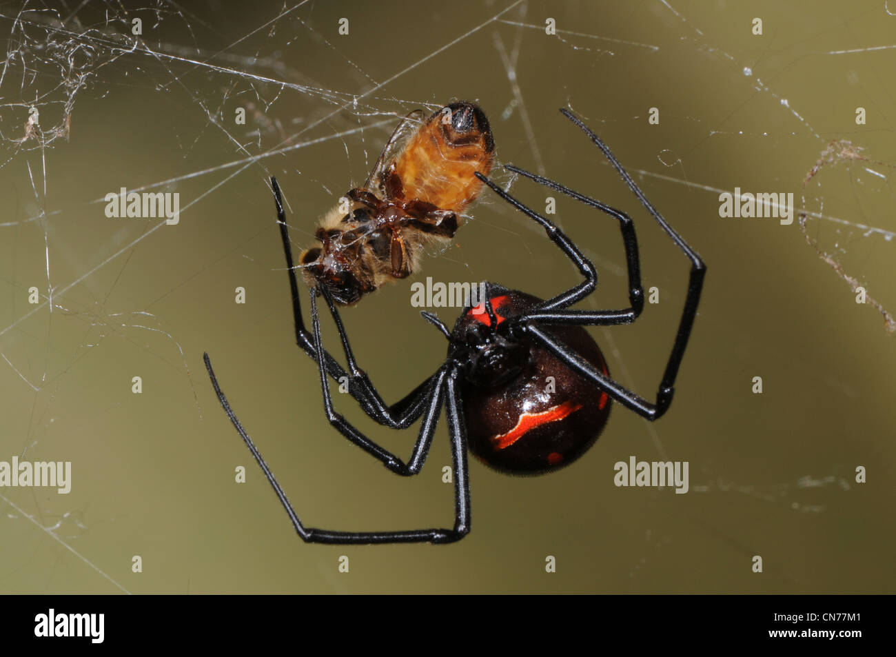 Black widow spider eating a honey bee Stock Photo