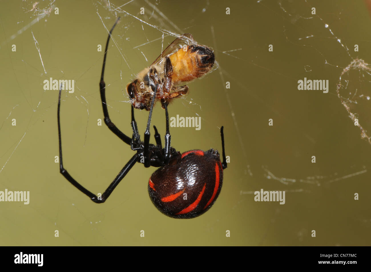 Black widow spider eating a honey bee Stock Photo