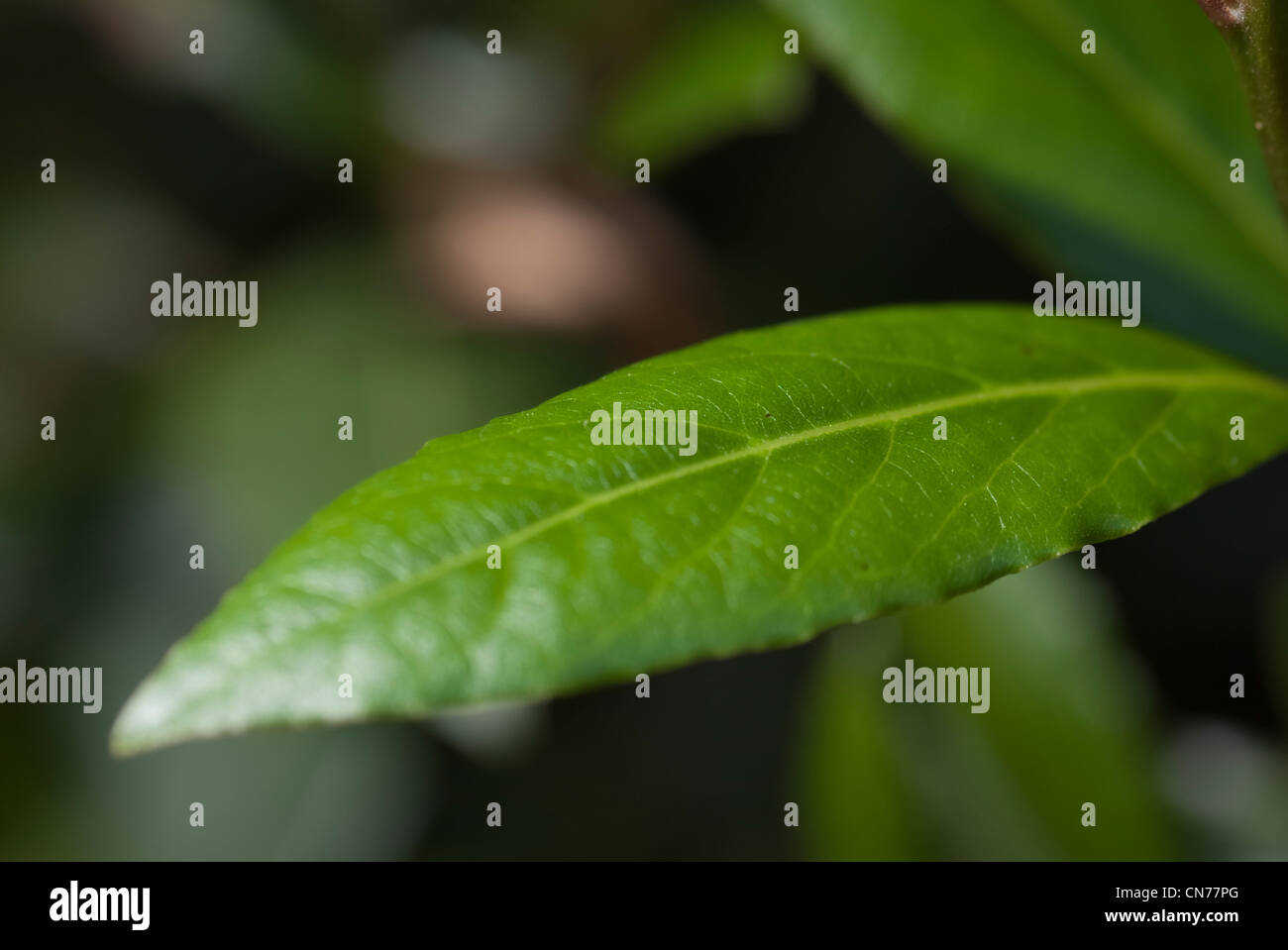 Close up, macro, micro photo, photograph of a bay leaf on a bay tree Stock Photo