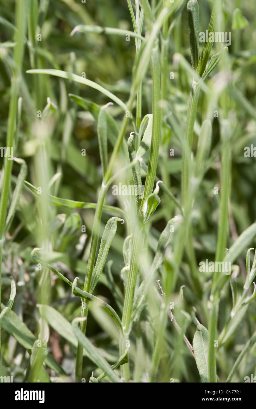 Macro, micro, close up photo, photograph of lavender plant. Stock Photo
