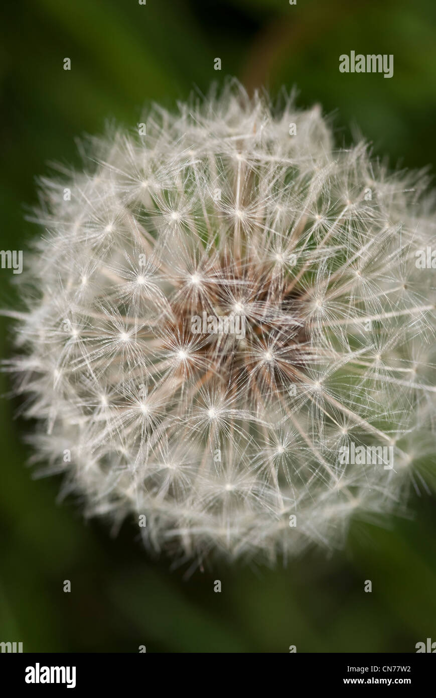 Macro, micro, close up photo, photograph of Dandelion seed head Stock Photo