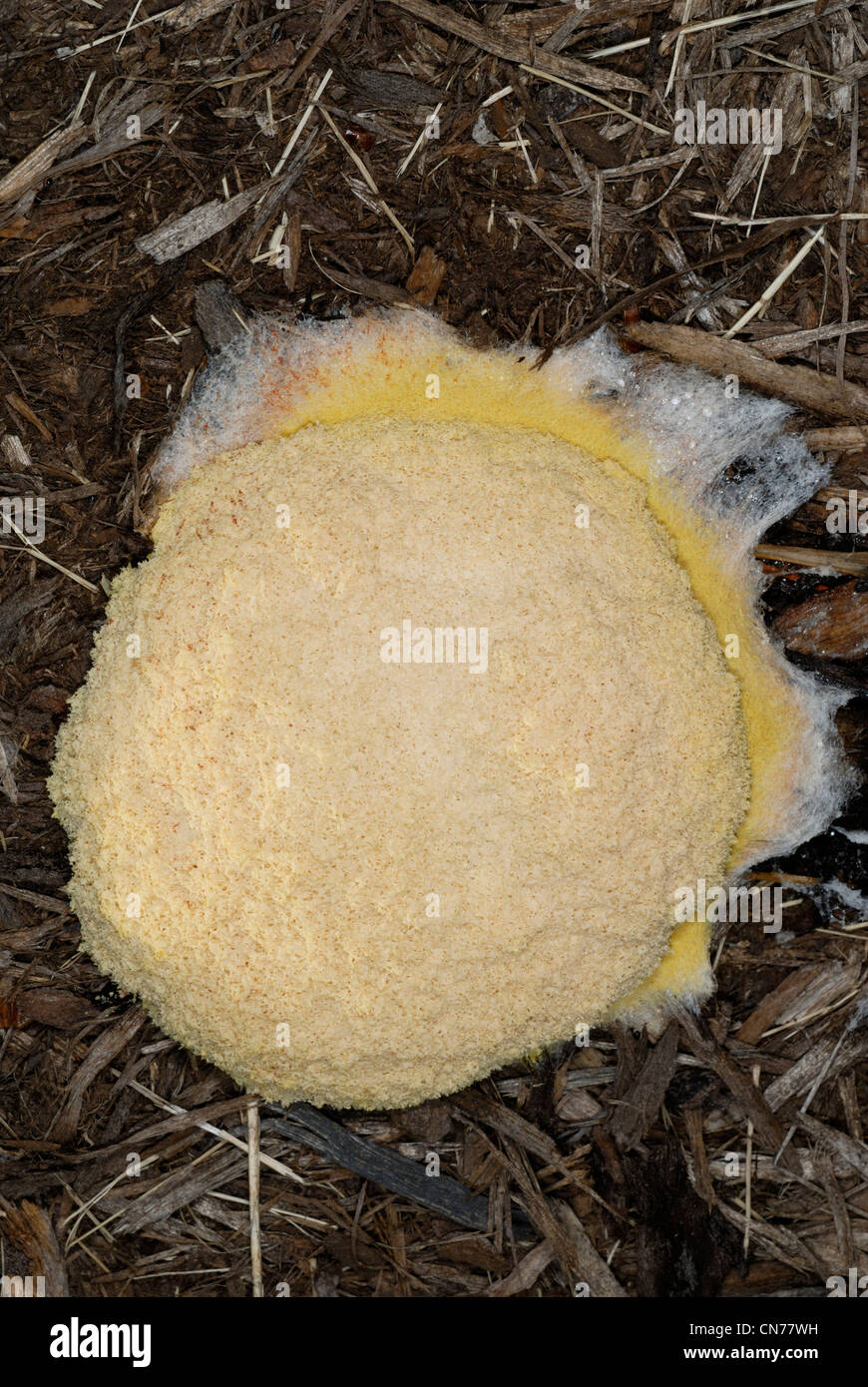 Fuligo septica plasmodial slime mold, a member of the Myxomycetes class Stock Photo