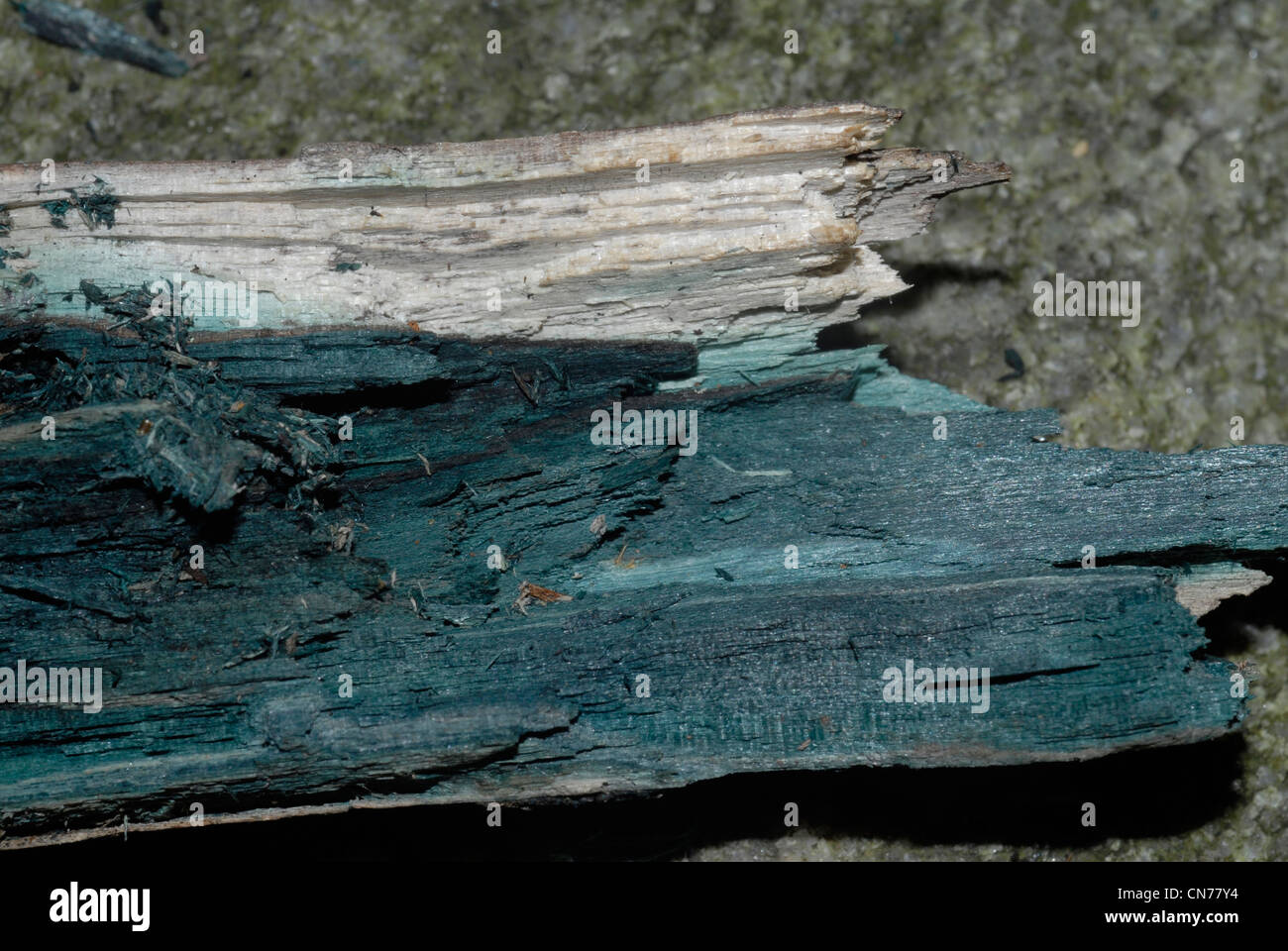 Green stain fungus on wood Stock Photo