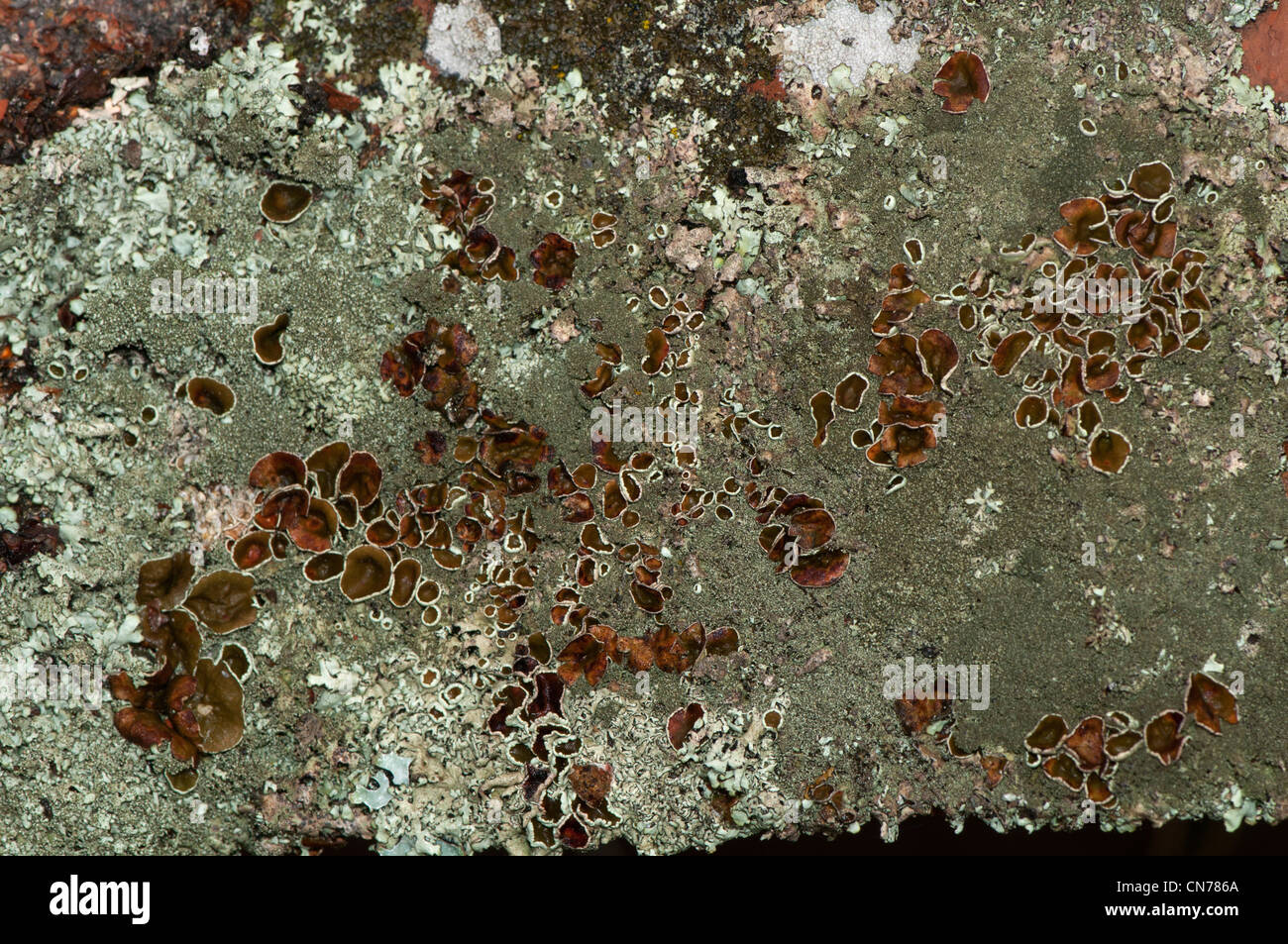 lichen Stock Photo