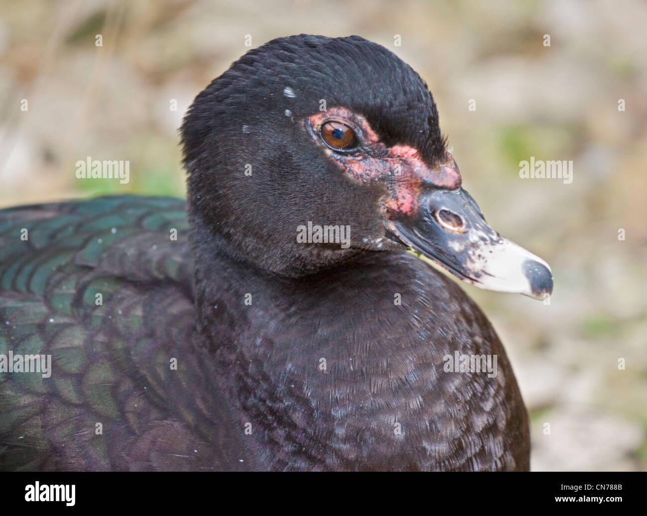 Muscovy Duck female (cairina moschata), UK Stock Photo - Alamy