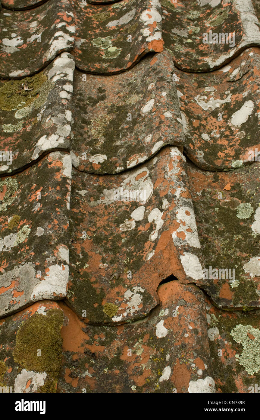 lichen covered tile roof in Sweden Stock Photo Alamy