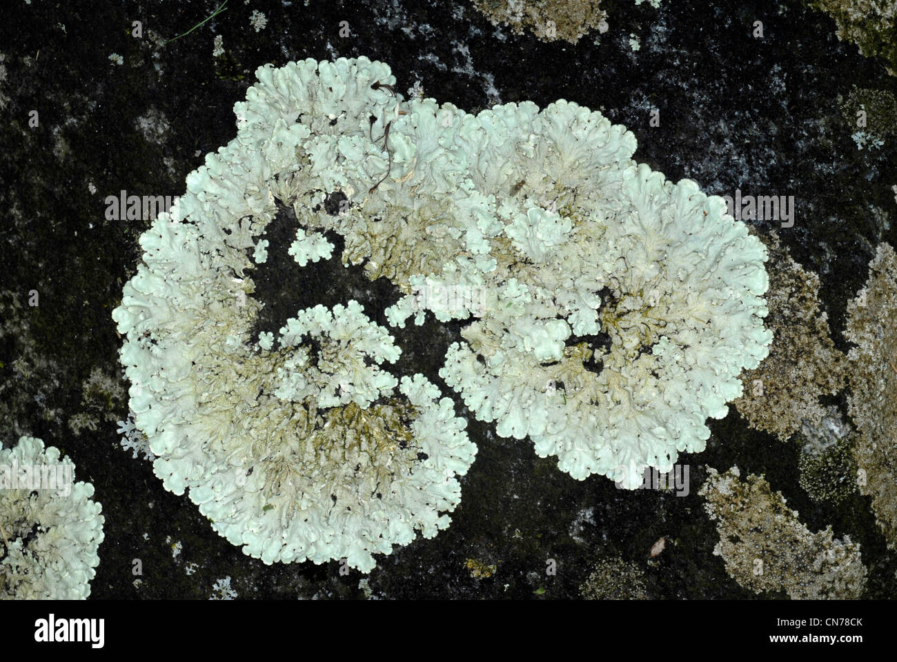 Lichen growing on a rock Stock Photo - Alamy
