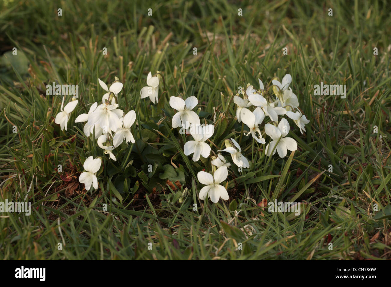 White violets in a lawn Stock Photo