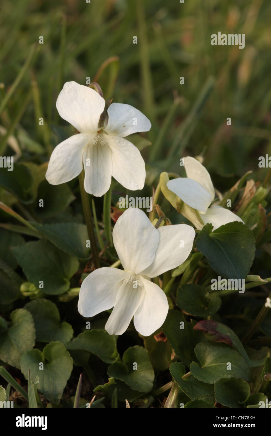 White violets in a lawn Stock Photo