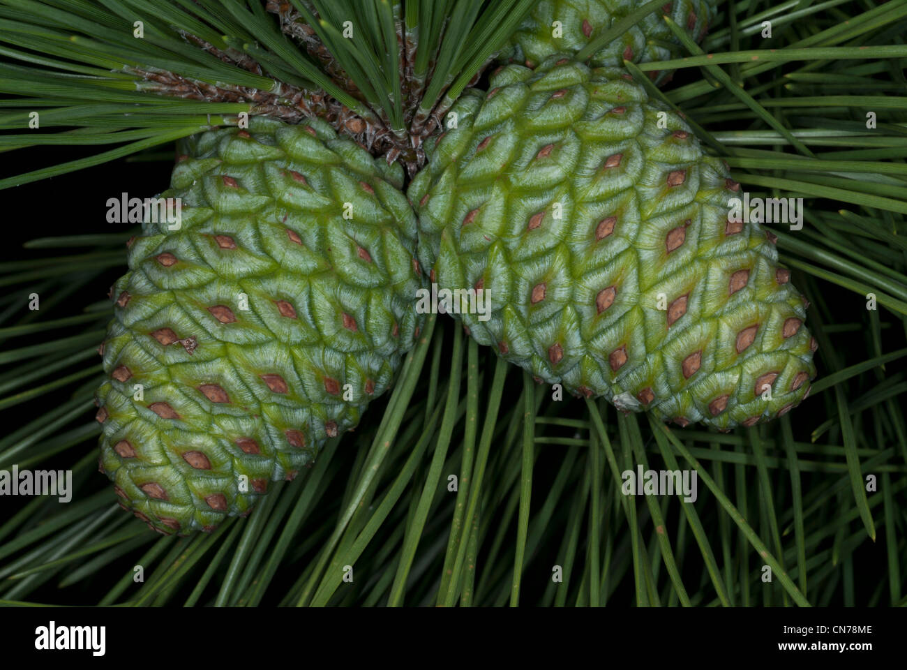 Pine cone and pine needles Stock Photo - Alamy