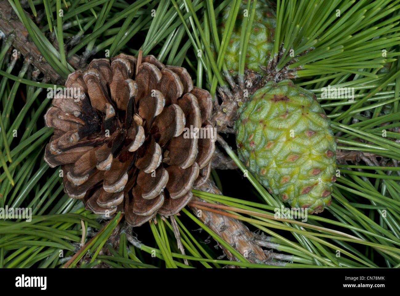 Pine cone and pine needles Stock Photo - Alamy
