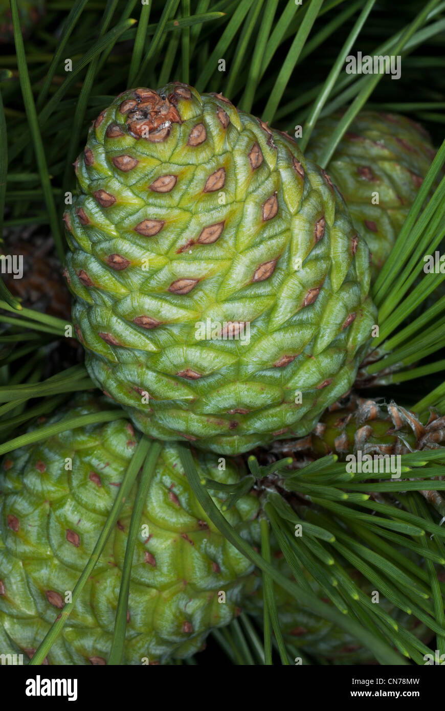 Pine cone and pine needles Stock Photo - Alamy
