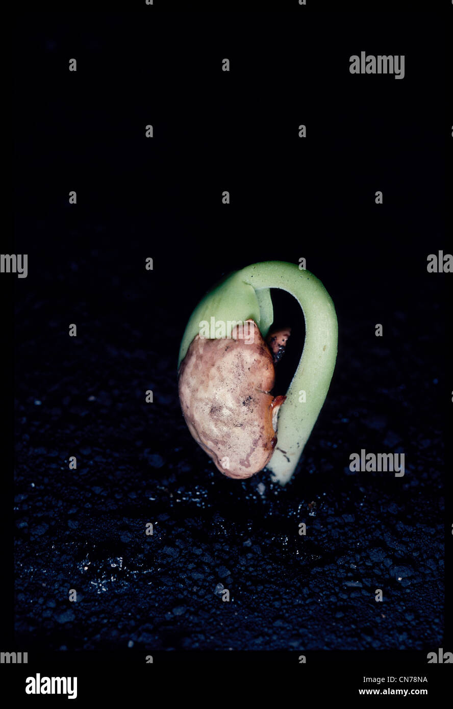 pinto bean germination Stock Photo Alamy
