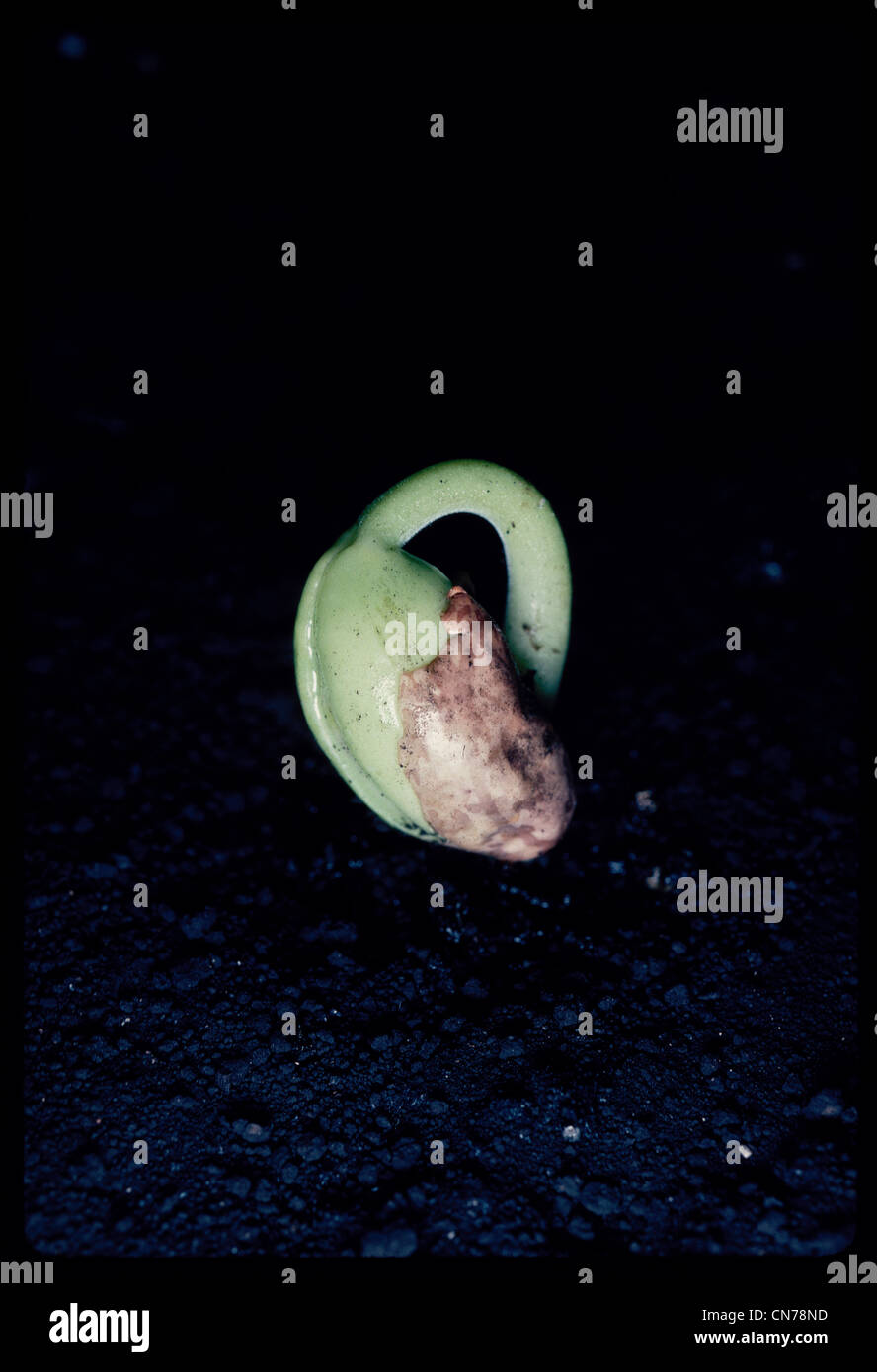 pinto bean germination Stock Photo Alamy