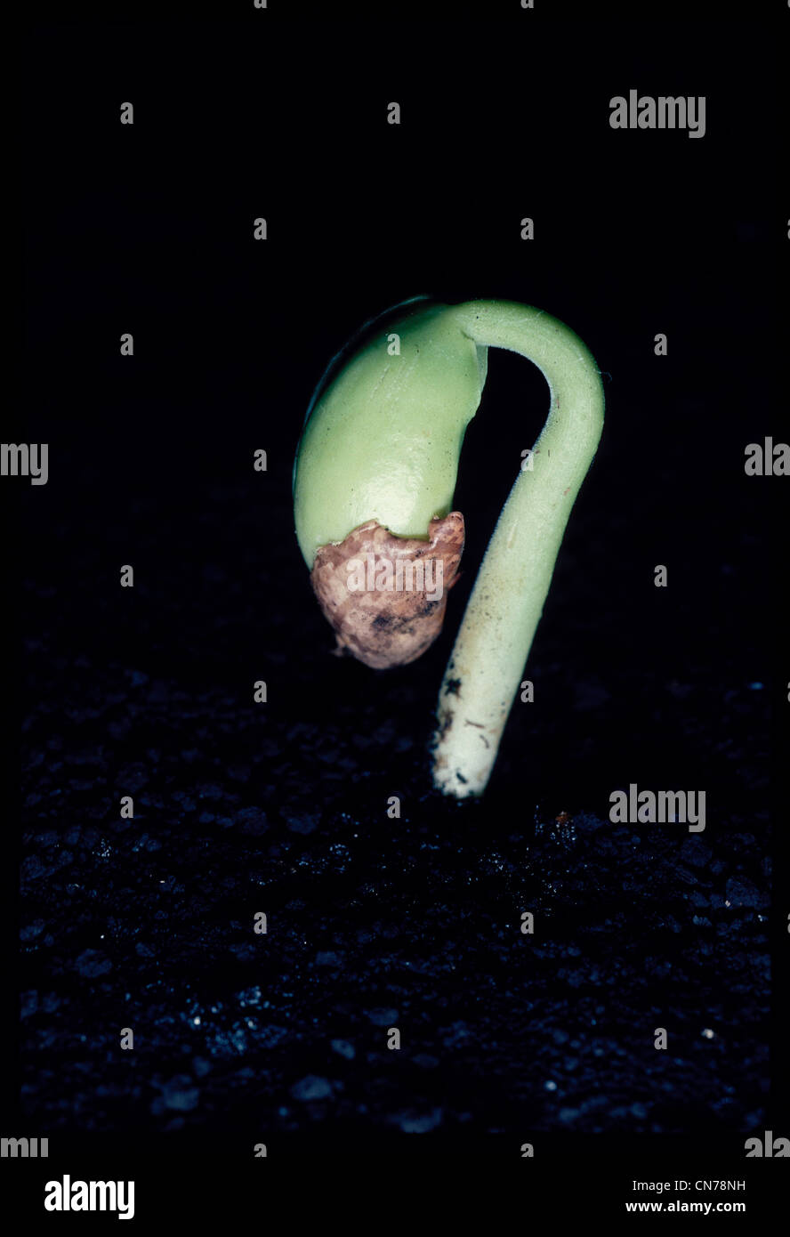 pinto bean germination Stock Photo Alamy