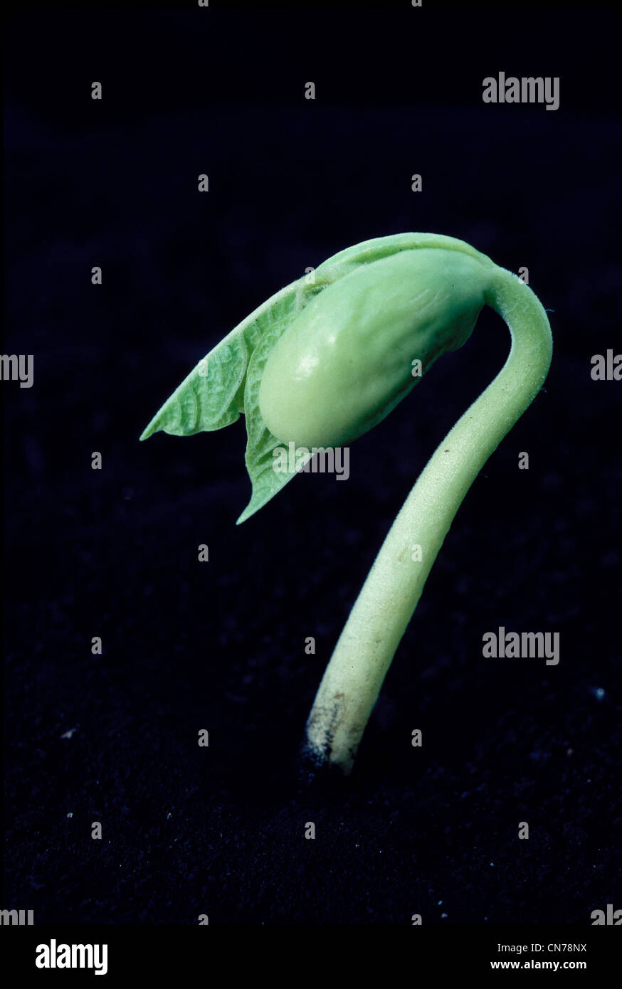 pinto bean germination Stock Photo Alamy
