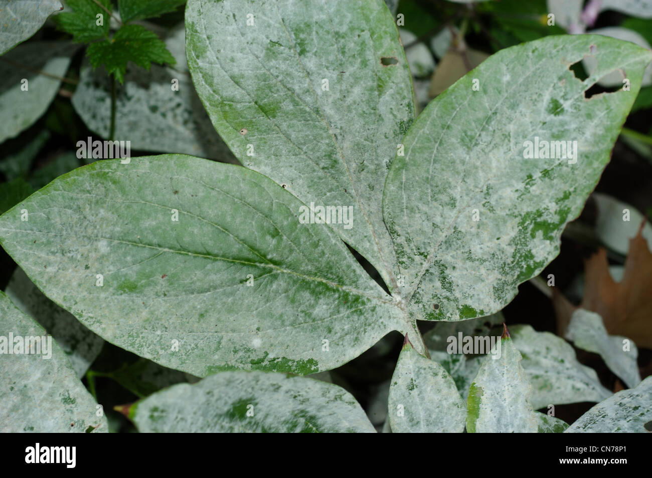 Powdery mildew on peony leaves Stock Photo Alamy